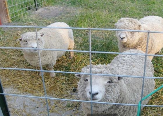 Caldo immerso ha galvanizzato l'agricoltura saldata di Mesh In Agriculture And Animal del cavo