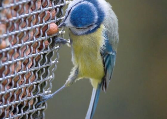 Maglietta di rete di filo incrociato Maglietta di rete di filo tessuto progettata con tessuto semplice e tessuto contorto che offre prestazioni in industria