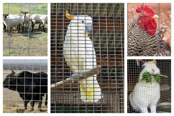 Allevamento saldato di Mesh Roll Used In Animal del cavo