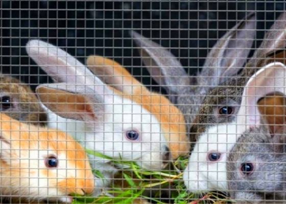 Filo zincato inossidabile Mesh Roll For Rabbit Cage del rotolo del panno dell'hardware 48x100