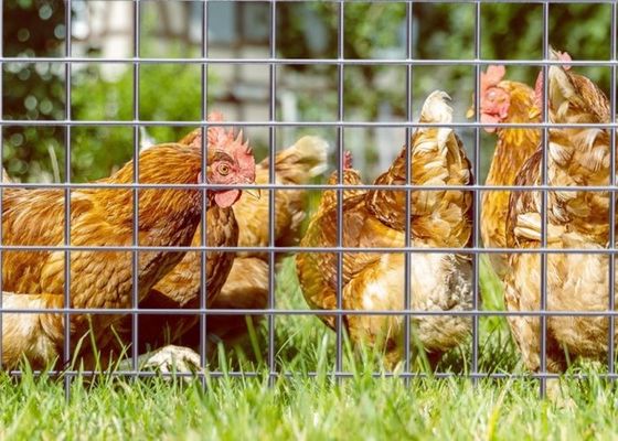 Rete metallica elettrosaldata zincata con lunghezza rotolo 50M e larghezza 0,5m per recinzioni animali